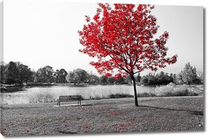 Красное дерево в осеннем парке