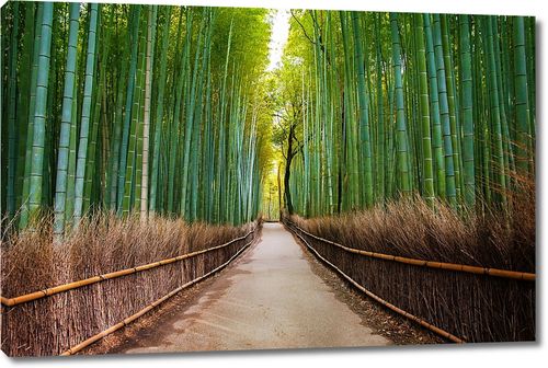 Дорога по бамбуковому лесу