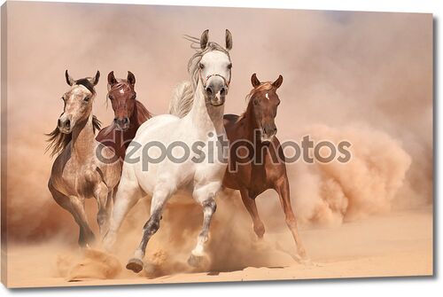 Лошади мчатся в пыли