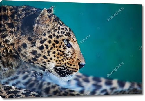 Леопард  самка крупным планом