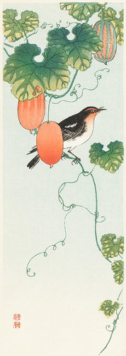 Певчая птица на огуречном растении