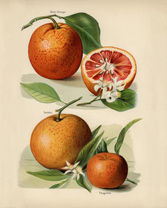 Винтажная иллюстрация апельсина