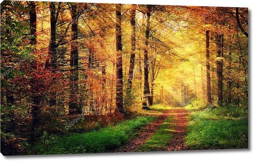 Осенний лес пейзажи с лучами теплого света
