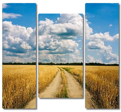 Сельская дорога через пшеничное поле