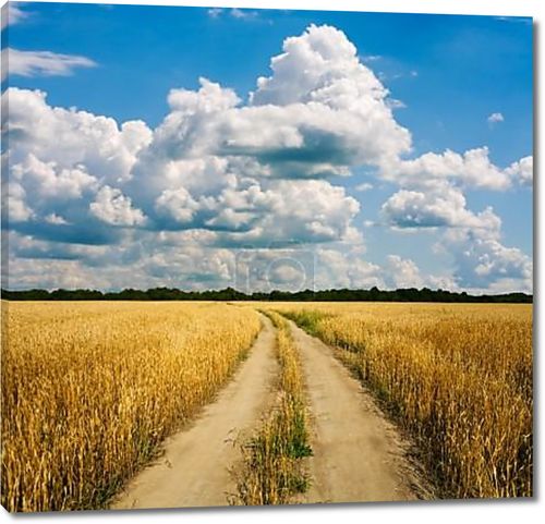 Сельская дорога через пшеничное поле