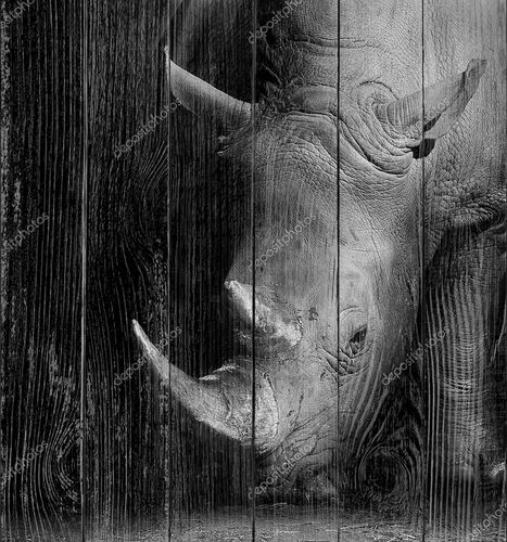 Носорог в черно-белом