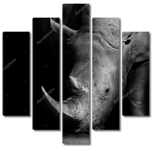 Носорог в черно-белом