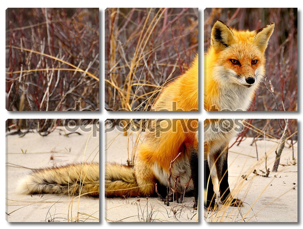 Red foxes работа
