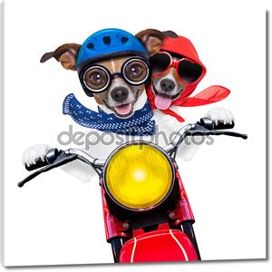 мотоцикл пара собак
