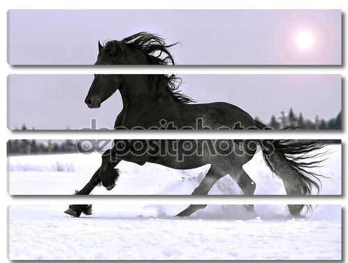 Фризская лошадь галопом в зимний период