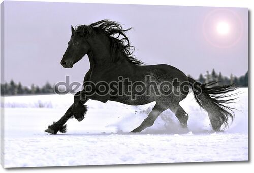 Фризская лошадь галопом в зимний период