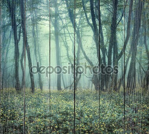 Таинственный темный лес в тумане