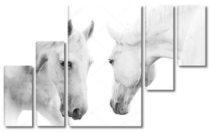 Две белые лошади смотрят друг на друга