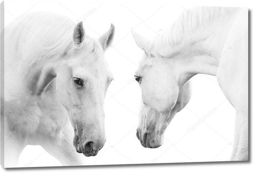 Две белые лошади смотрят друг на друга