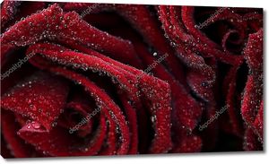 Фон с красными бархатными розами