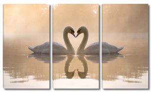 Лебеди с отражением на озере