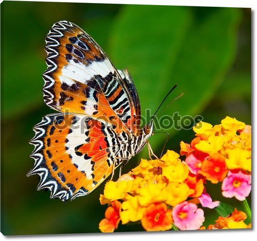 Бабочка на красочный цветок
