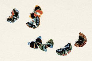 Иллюстрация XVIII из книги Тысяча бабочек