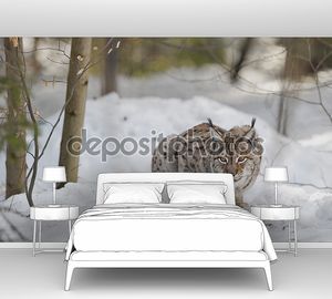 Изолированные рысь на фоне снега глядя на вас подозрительных