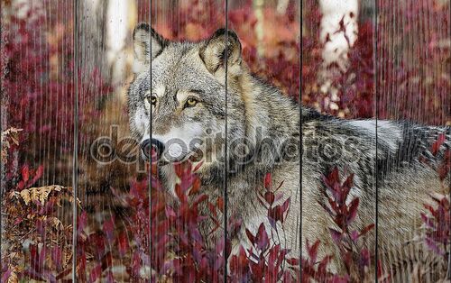 Серый волк в красных листьях