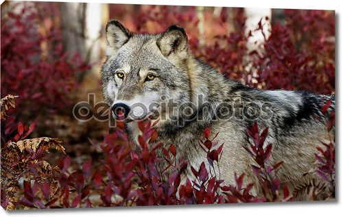 Серый волк в красных листьях