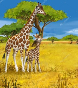 Сафари - жирафы