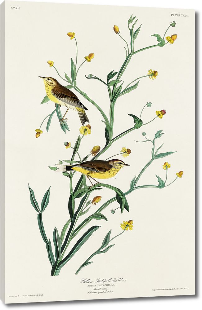 Картина «Картина на стену на холсте «Желтая певчая птица красного ...