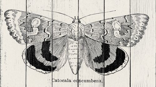 Сонное подкрылье из коллекции мотыльков и бабочек Соединенных Штатов Шермана Дентона