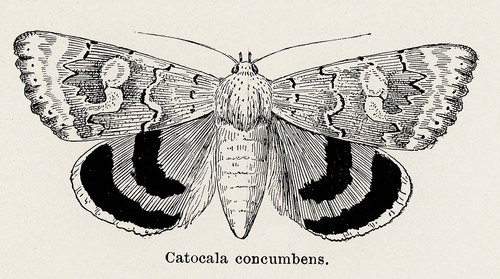 Сонное подкрылье из коллекции мотыльков и бабочек Соединенных Штатов Шермана Дентона