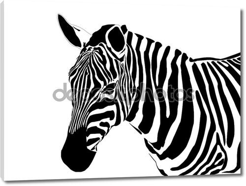 Зебра черно-белая