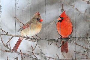 Пара Северных кардиналов в снегу