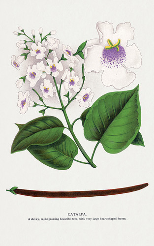 Цветки  - иллюстрация из Ботанической Энциклопедии