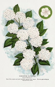 Цветок Снежок - иллюстрация из Ботанической Энциклопедии