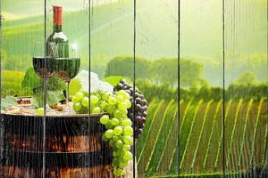Бокалы вина на фоне виноградника