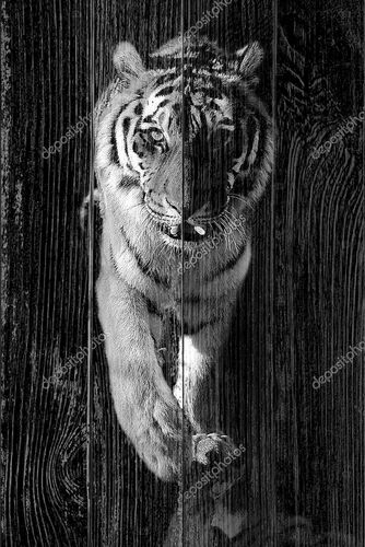 Дикий тигр фото в рост