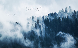 Опустившийся на лес туман