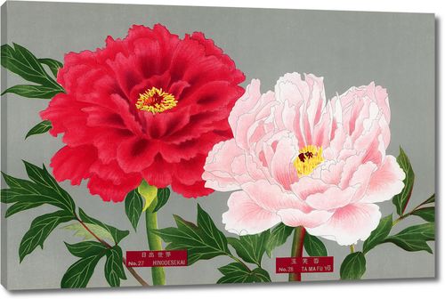 Цветы пиона в красных и розовых тонах из Книги пионов префектуры Ниигата, Япония