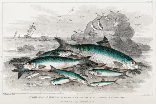 Коллекция рыб I из истории земли и живой природы Оливера Голдсмита