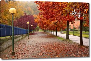 Осенние деревья вдоль тротуара в Альбе, Италия