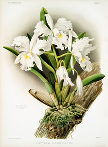 Из коллекции орхидей Райхенбахии XVI
