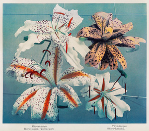 Коллотипия - разнообразные лилии