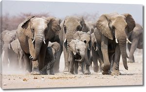 Стадо слонов в пыли