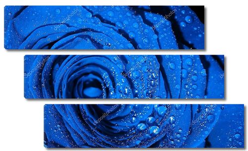 Голубая роза с капельками