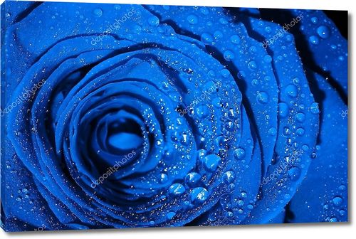 Голубая роза с капельками