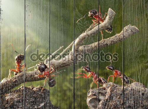 Команда муравьев, разрушении ржавые дерево