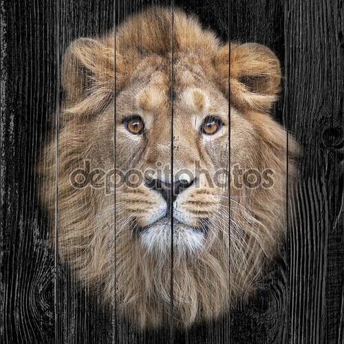 лицо азиатского льва, изолированные на черном фоне. Царь зверей, большой кошкой в мире, глядя прямо в камеру. наиболее опасные и могучий хищник мира.