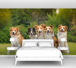 Группа пяти счастлива собаки бордер колли