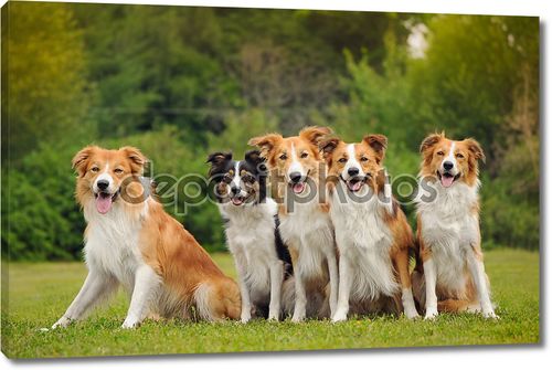 Группа пяти счастлива собаки бордер колли
