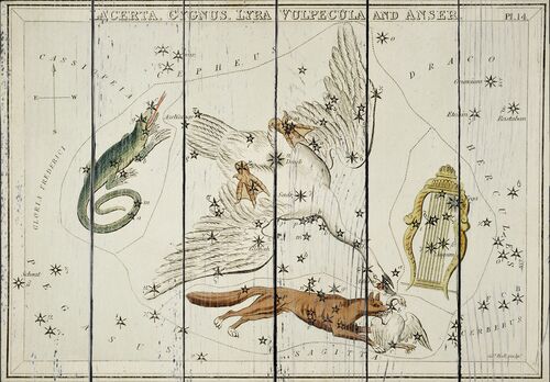 Астрономическая карта, изображает Ящерицу, Лебедя, Лиру, Лисичку и Гуся