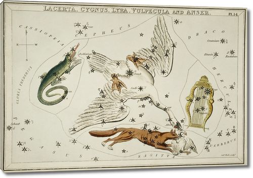 Астрономическая карта, изображает Ящерицу, Лебедя, Лиру, Лисичку и Гуся